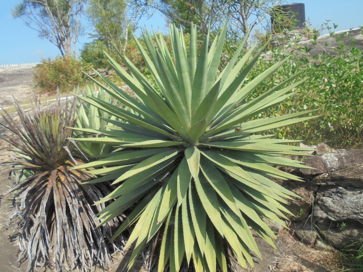 Yucca gloriosa L.